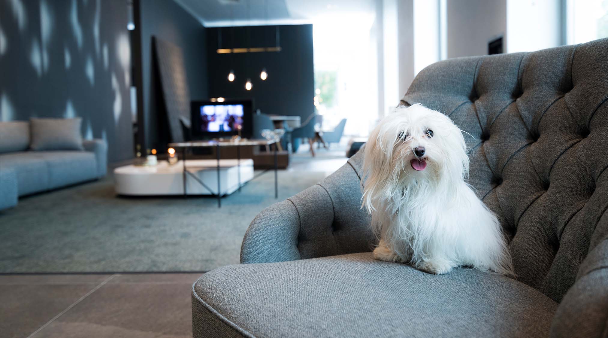 Showroom BertO Torino - poltroncina Emilia Showroom BertO Torino - poltroncina Emilia
